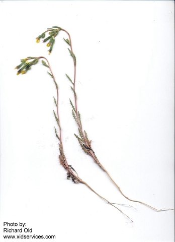 stickleaf, whitestem